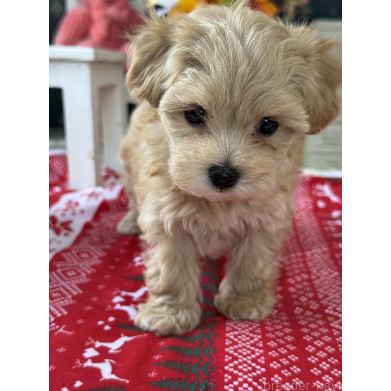 成約済の宮崎県のマルプー:マルチーズ×トイプードル-421369の9枚目