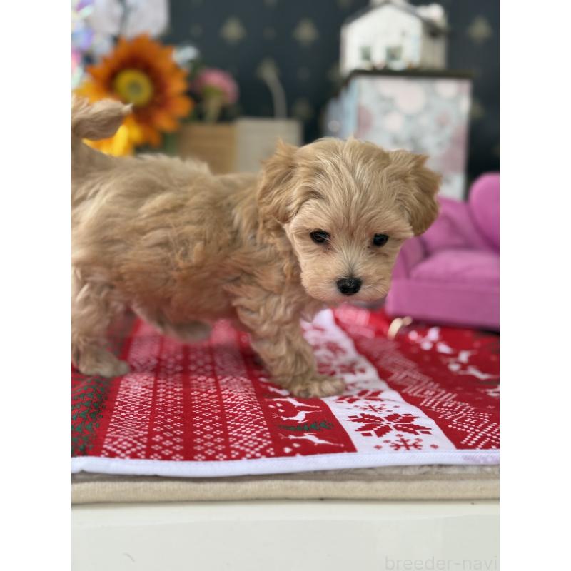 成約済の宮崎県のマルプー:マルチーズ×トイプードル-421369の8枚目