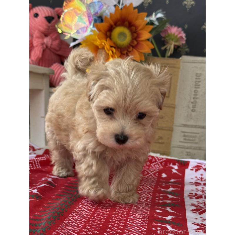 成約済の宮崎県のマルプー:マルチーズ×トイプードル-421369の7枚目