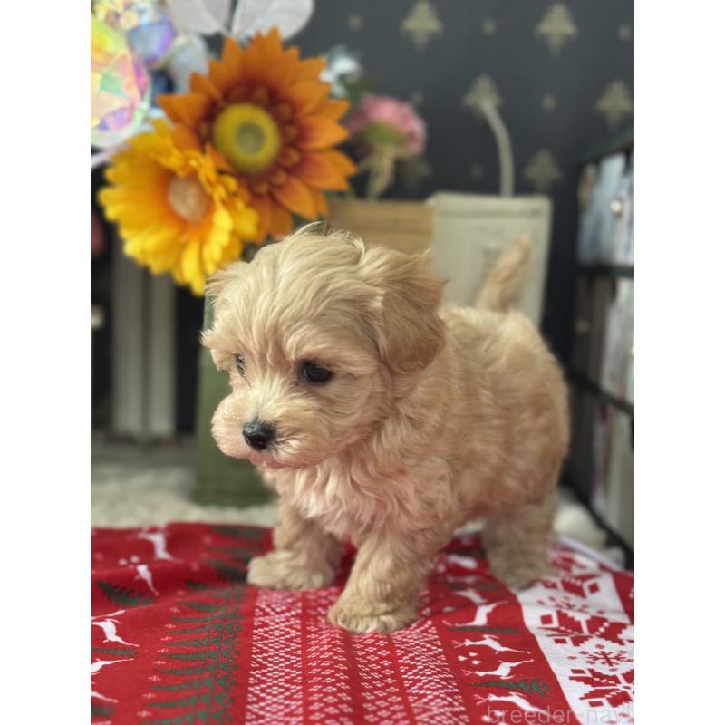 成約済の宮崎県のマルプー:マルチーズ×トイプードル-421369の6枚目