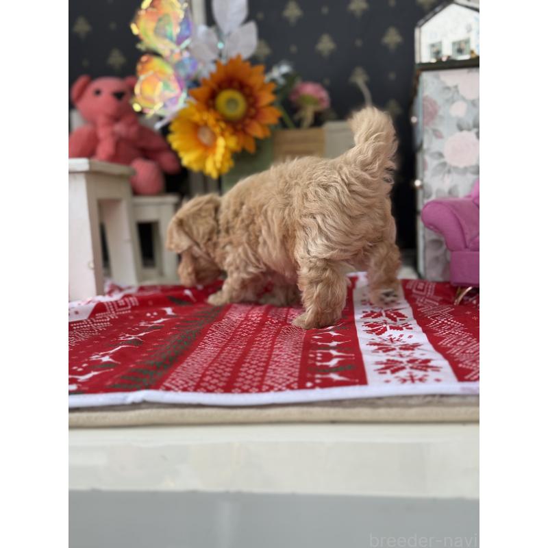 成約済の宮崎県のマルプー:マルチーズ×トイプードル-421369の5枚目