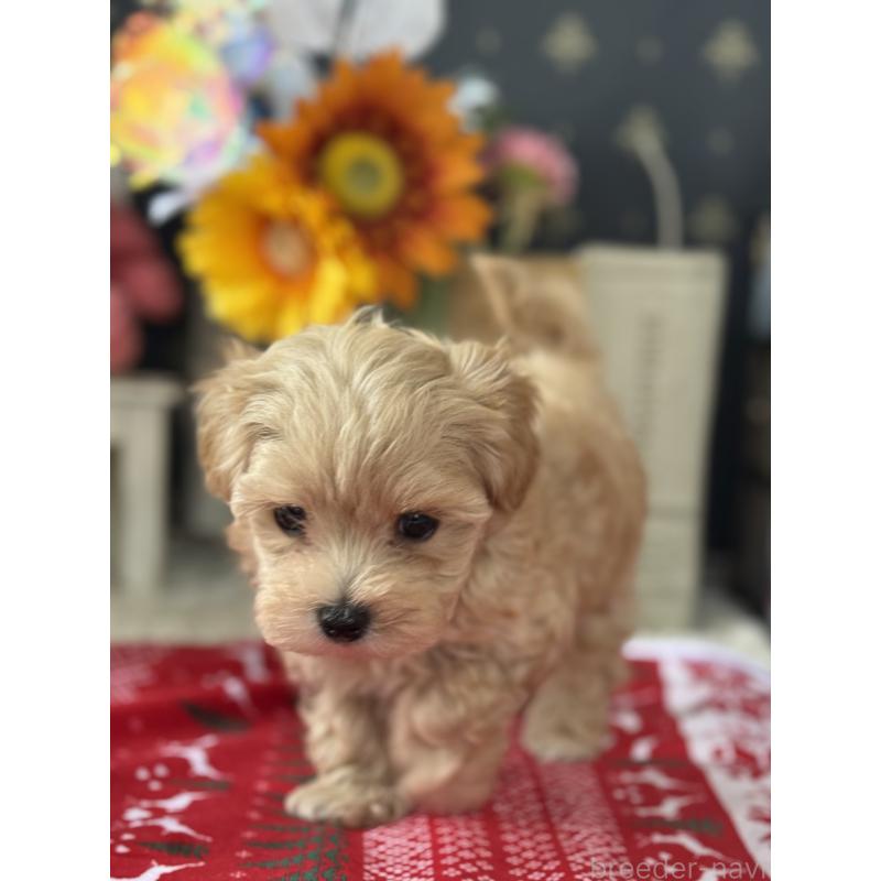 成約済の宮崎県のマルプー:マルチーズ×トイプードル-421369の4枚目