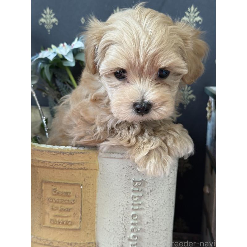 成約済の宮崎県のマルプー:マルチーズ×トイプードル-421369の2枚目