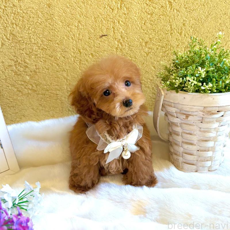 販売中の茨城県のタイニープードル-418676