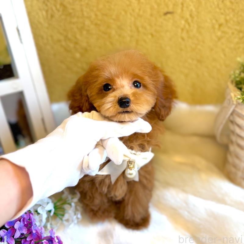 販売中の茨城県のタイニープードル-418676の5枚目