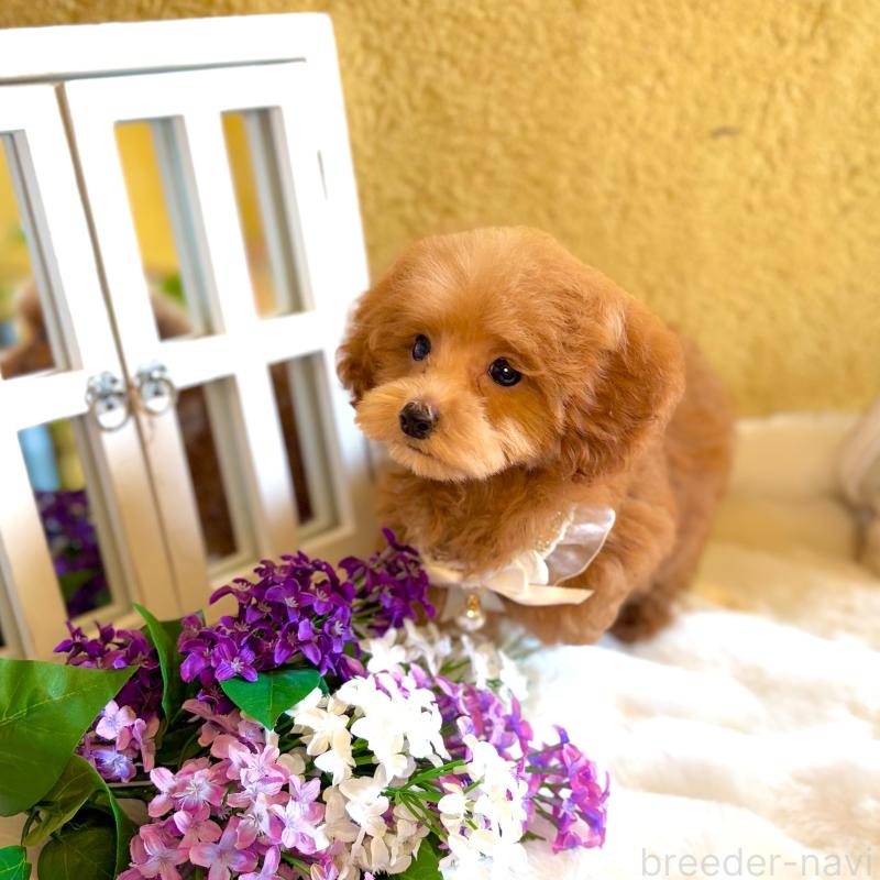 販売中の茨城県のタイニープードル-418676の2枚目