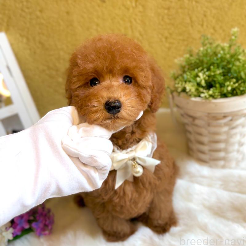 販売中の茨城県のタイニープードル-418677の5枚目