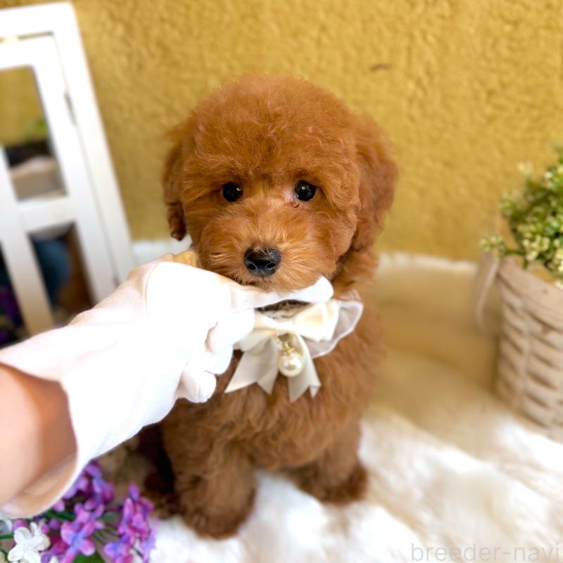 販売中の茨城県のタイニープードル-418677の4枚目