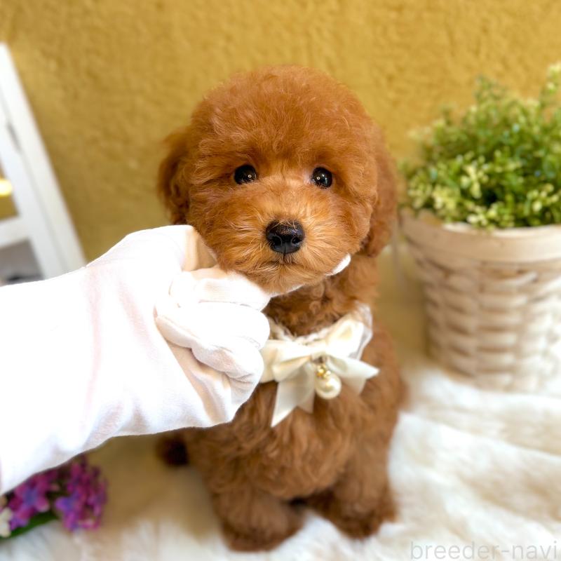 販売中の茨城県のタイニープードル-418677の3枚目