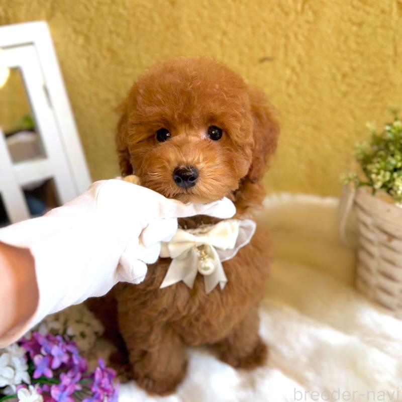 販売中の茨城県のタイニープードル-418677