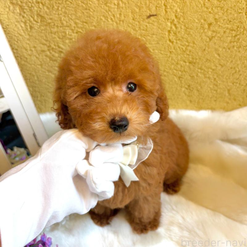 販売中の茨城県のタイニープードル-418677の2枚目