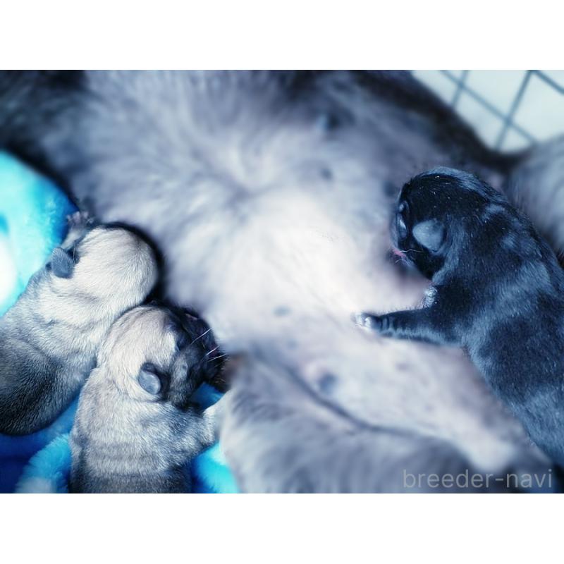 販売中の鹿児島県のパグ-423893の2枚目