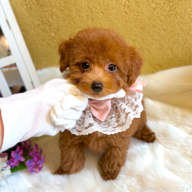 販売中の茨城県のタイニープードル-418680