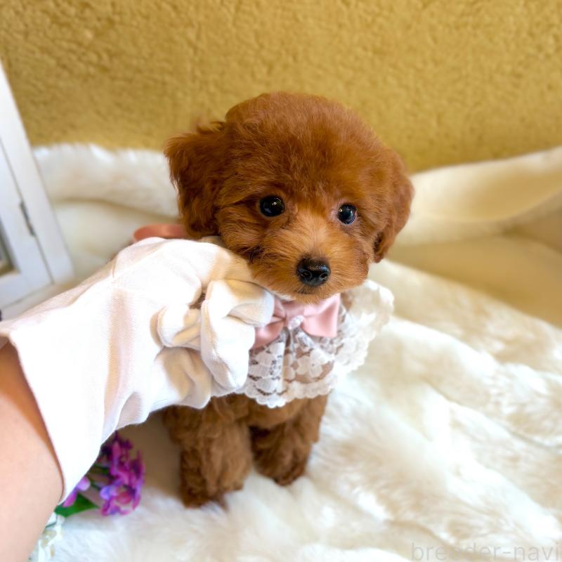 販売中の茨城県のタイニープードル-418680の3枚目