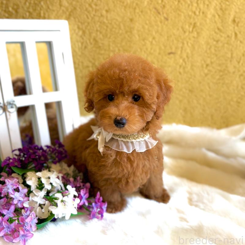 販売中の茨城県のタイニープードル-418678の5枚目