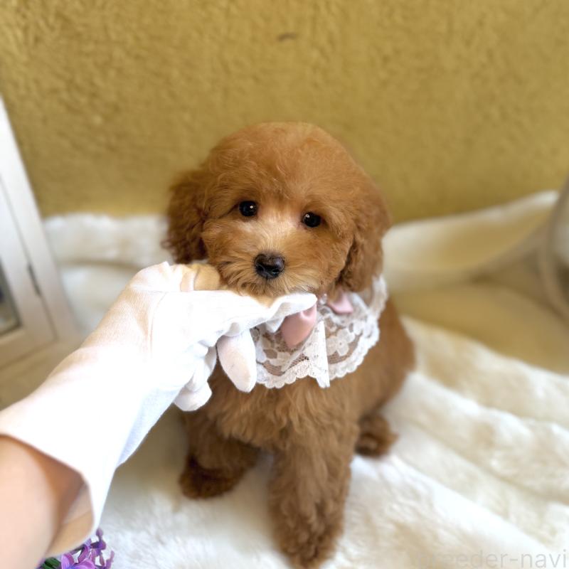 販売中の茨城県のタイニープードル-418678の2枚目