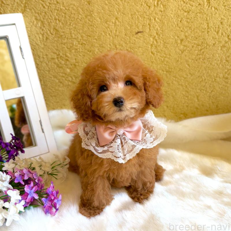 販売中の茨城県のタイニープードル-418678