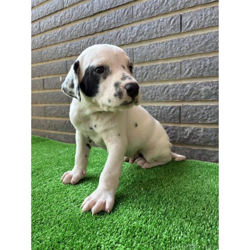 販売中の沖縄県のダルメシアン-423896の7枚目