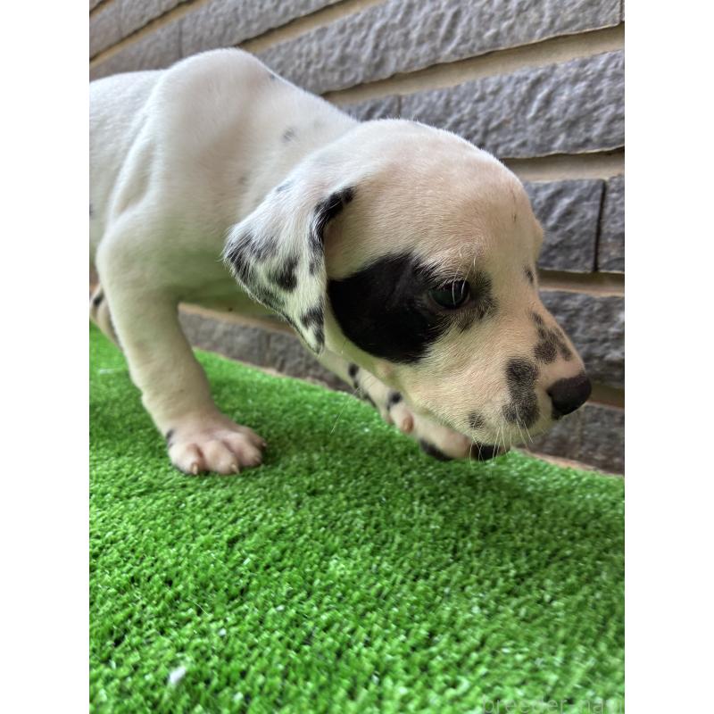 販売中の沖縄県のダルメシアン-423896の6枚目