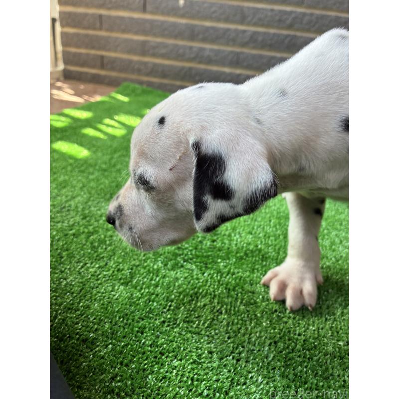 販売中の沖縄県のダルメシアン-423896の5枚目