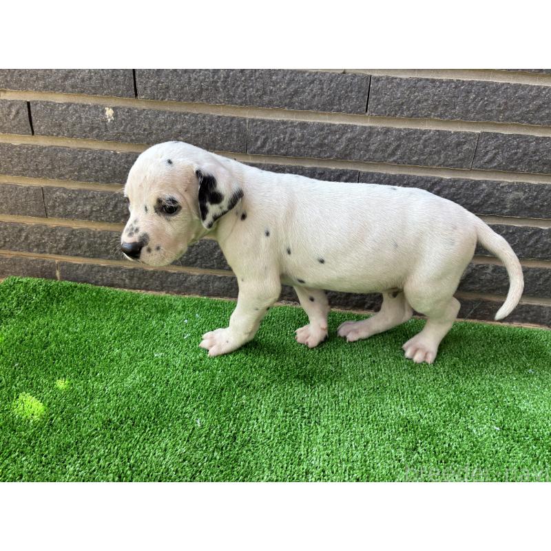 販売中の沖縄県のダルメシアン-423896の4枚目