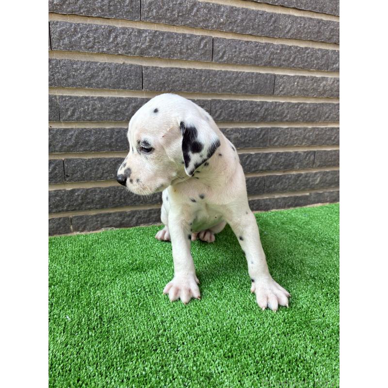 販売中の沖縄県のダルメシアン-423896の3枚目