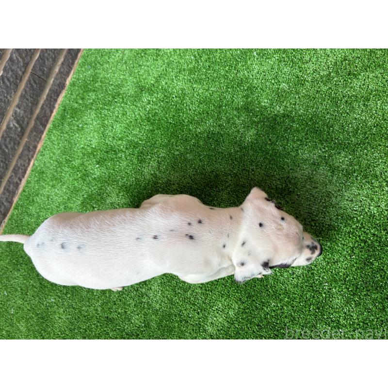 販売中の沖縄県のダルメシアン-423896の2枚目