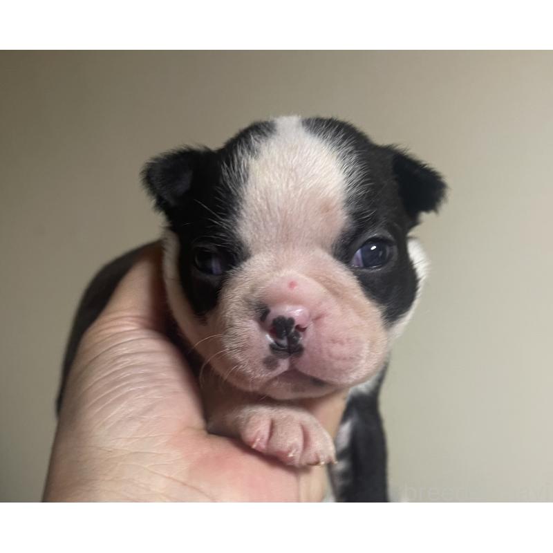 成約済の岡山県のボストンテリア-419608の3枚目