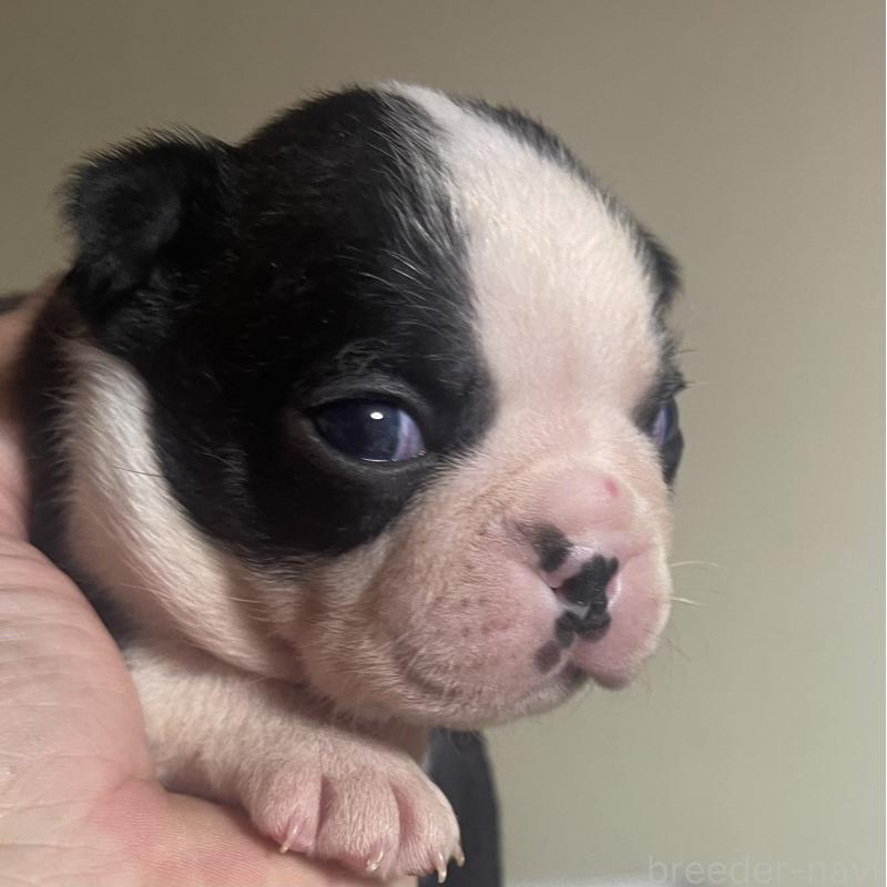 販売中の岡山県のボストンテリア-419608