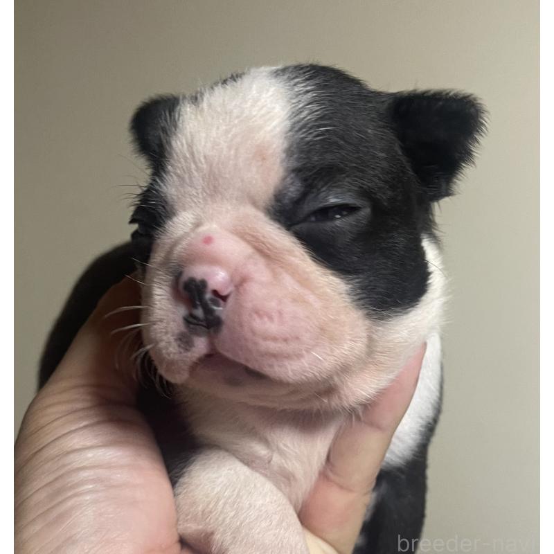 成約済の岡山県のボストンテリア-419608の2枚目