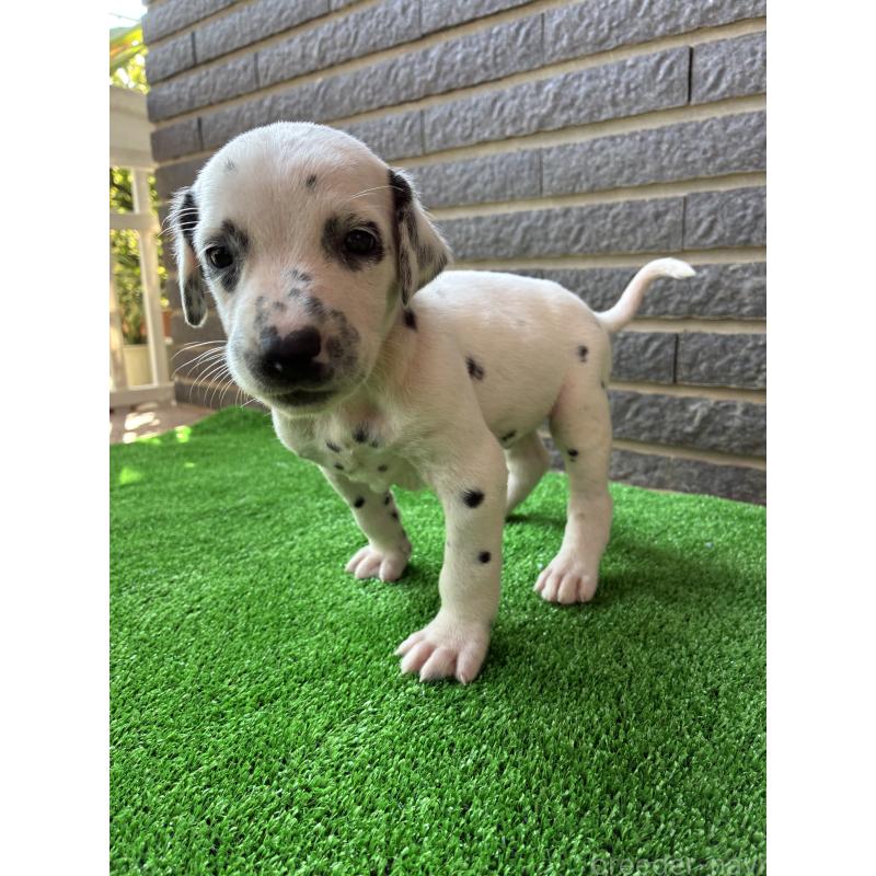 商談中の沖縄県のダルメシアン-423897の10枚目