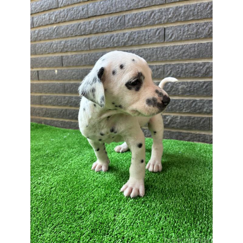 商談中の沖縄県のダルメシアン-423897の9枚目