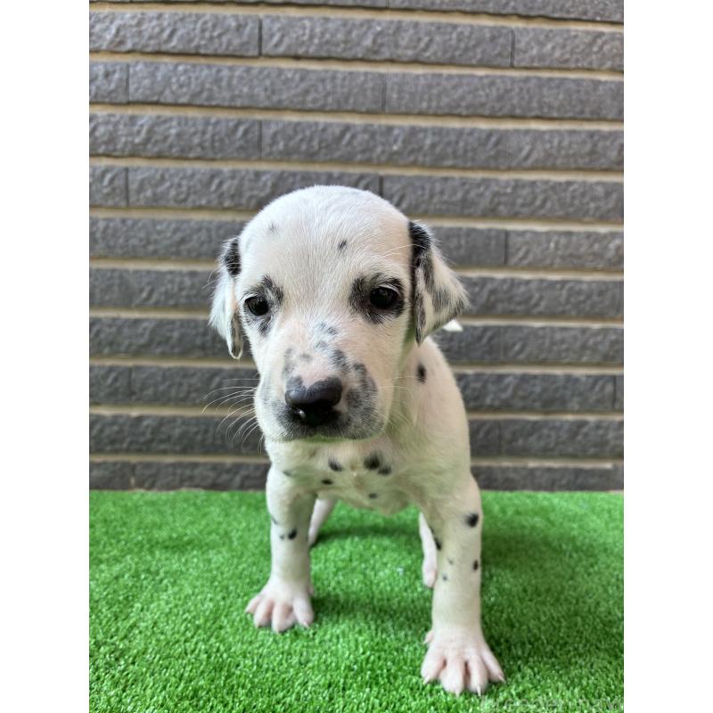 商談中の沖縄県のダルメシアン-423897の8枚目