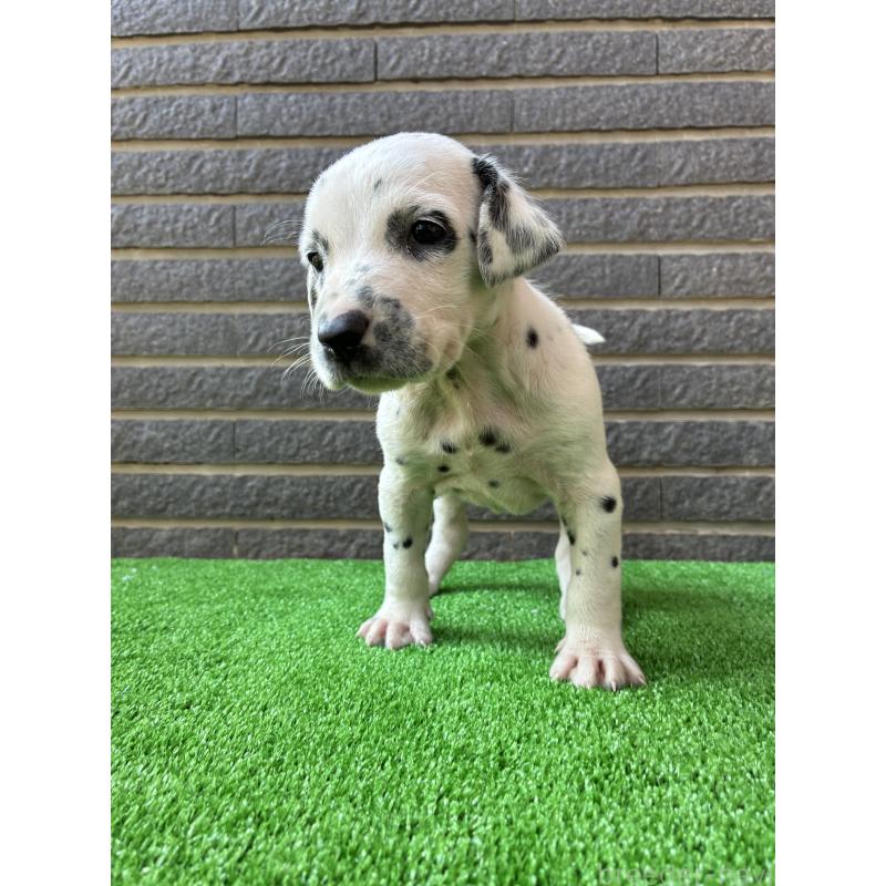 商談中の沖縄県のダルメシアン-423897の7枚目