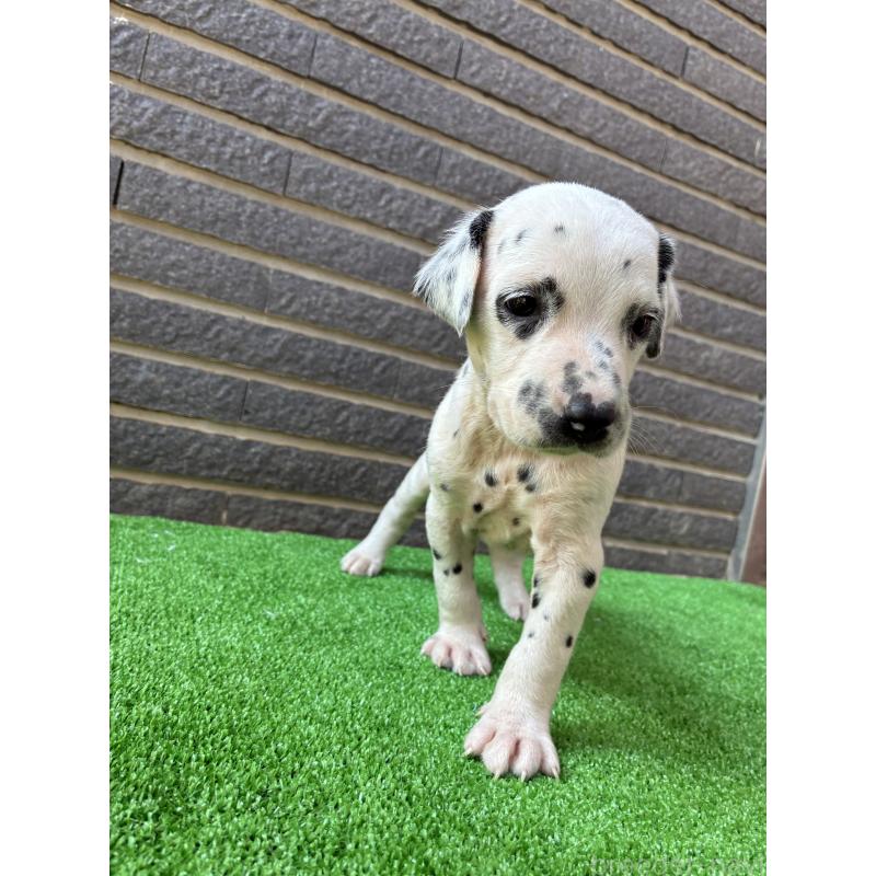 商談中の沖縄県のダルメシアン-423897の6枚目