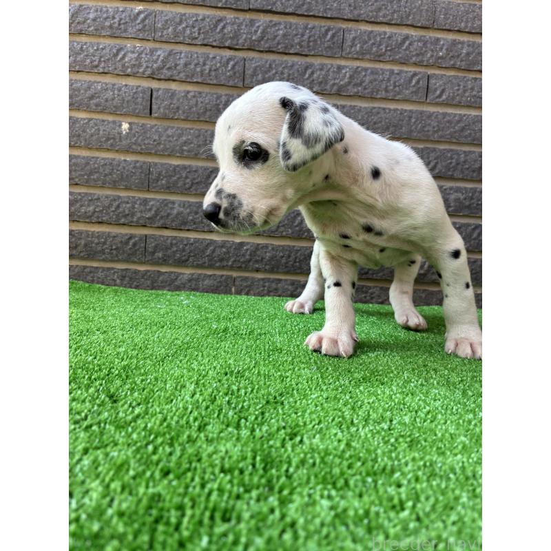 商談中の沖縄県のダルメシアン-423897の5枚目