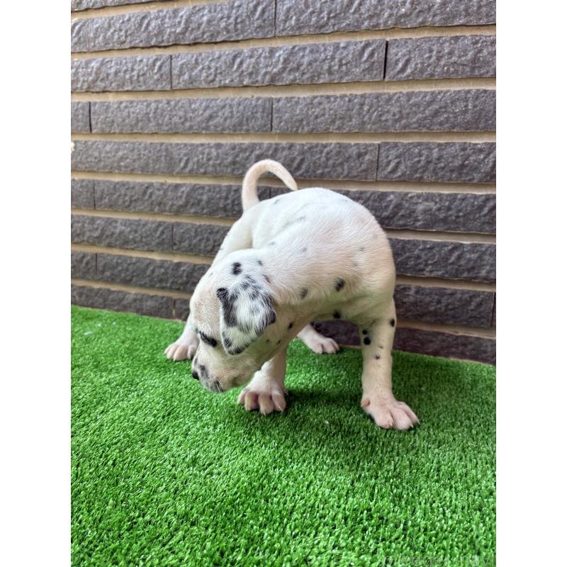 商談中の沖縄県のダルメシアン-423897の4枚目