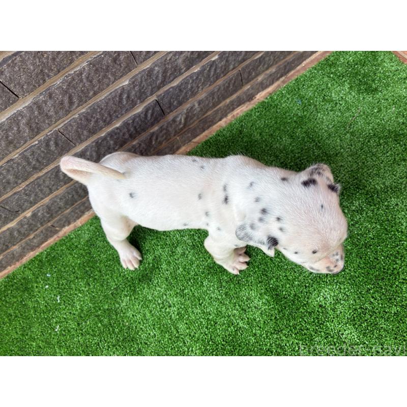 商談中の沖縄県のダルメシアン-423897の3枚目