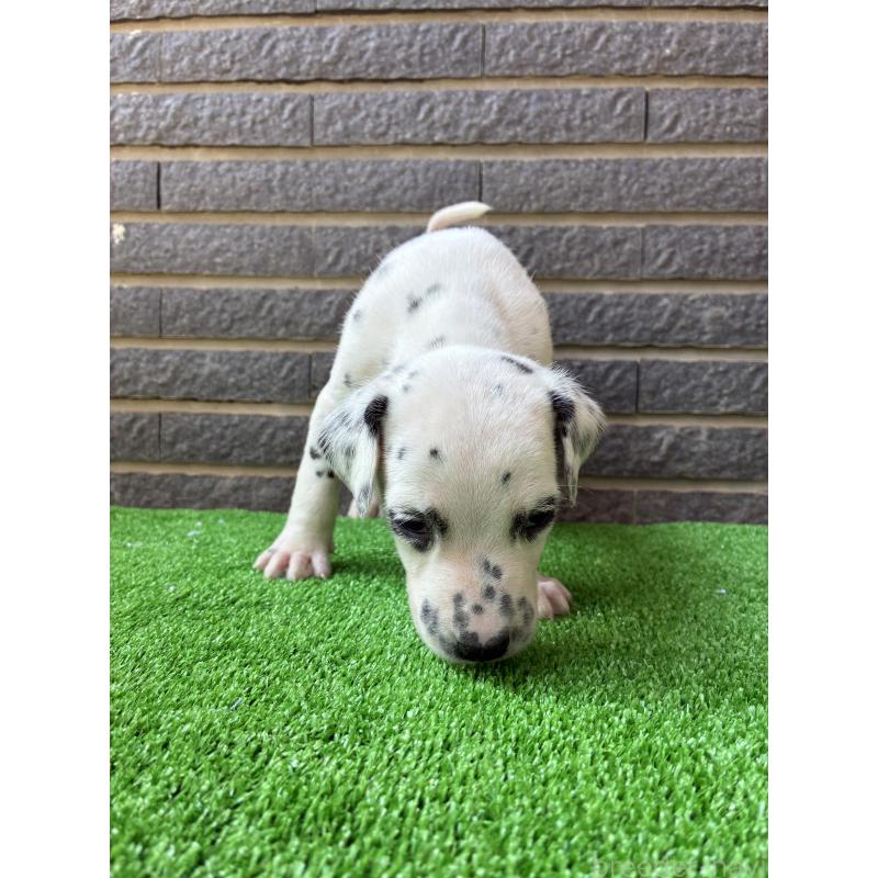 商談中の沖縄県のダルメシアン-423897の2枚目