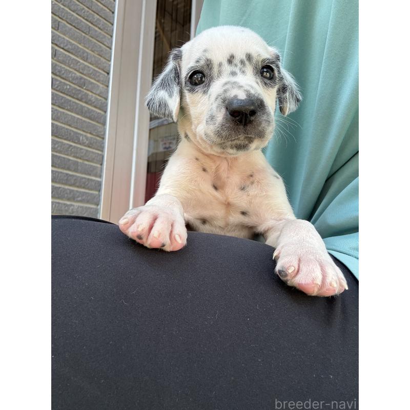 販売中の沖縄県のダルメシアン-423898の11枚目