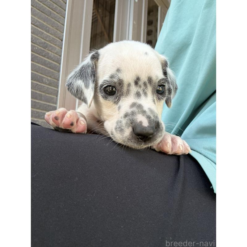 販売中の沖縄県のダルメシアン-423898の10枚目