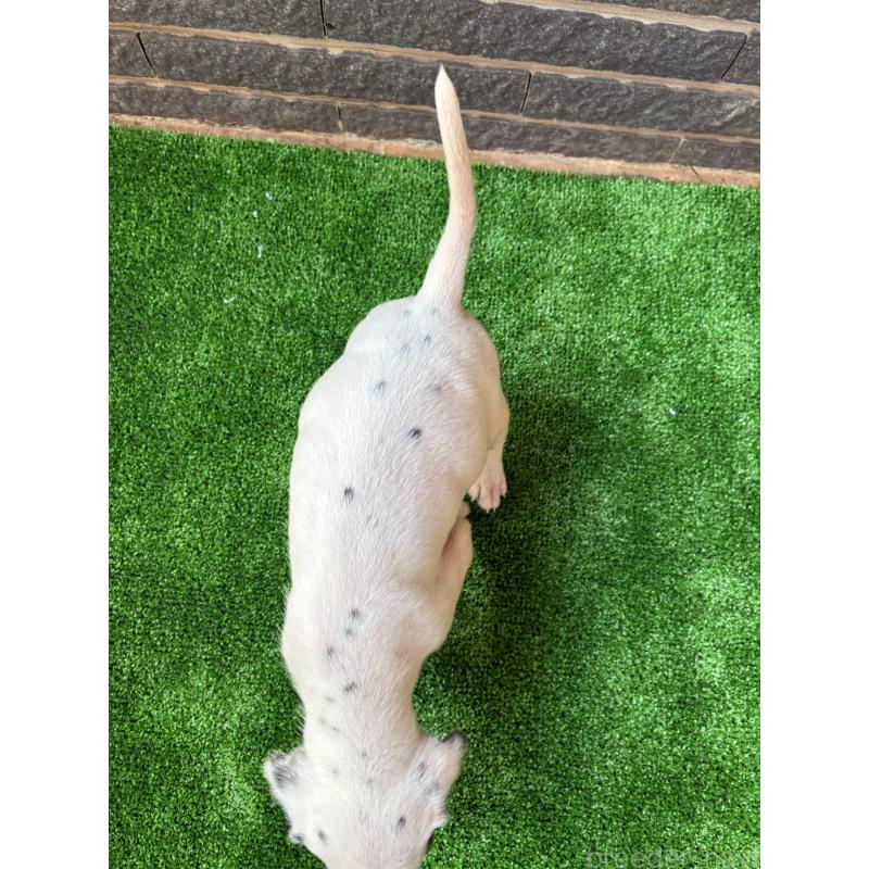 販売中の沖縄県のダルメシアン-423898の9枚目