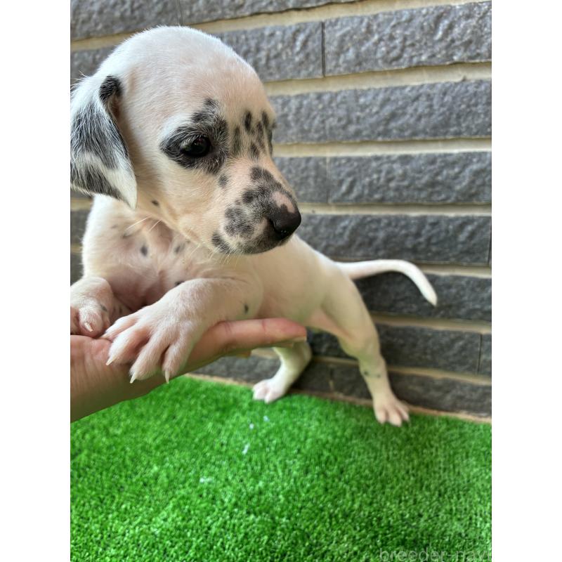 販売中の沖縄県のダルメシアン-423898の8枚目