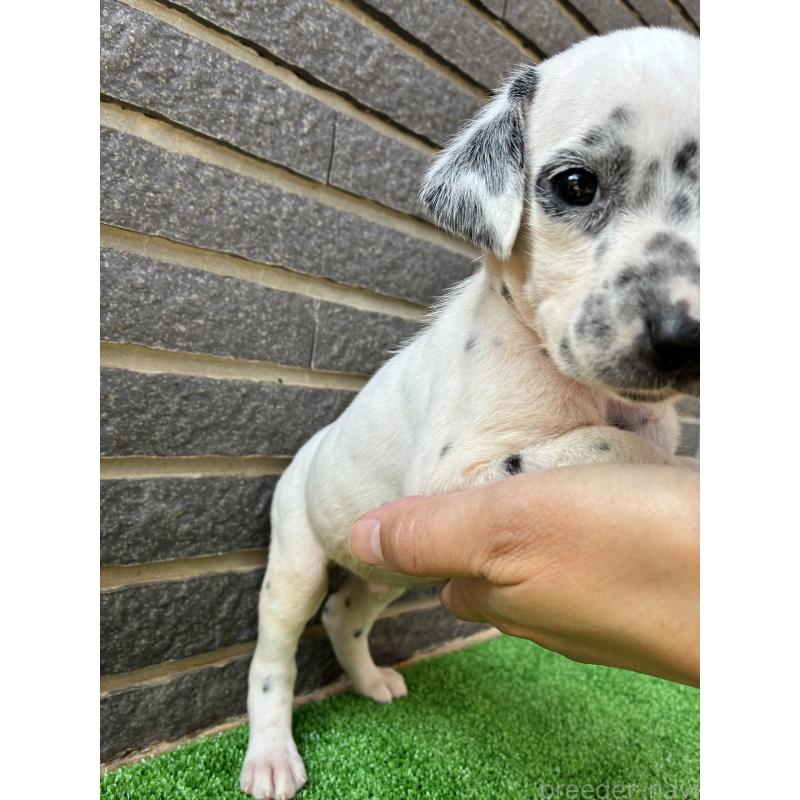 販売中の沖縄県のダルメシアン-423898の7枚目