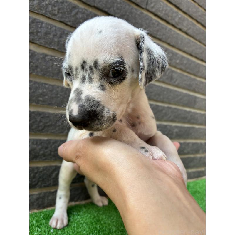 販売中の沖縄県のダルメシアン-423898の6枚目