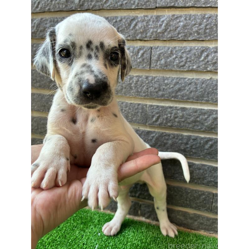 販売中の沖縄県のダルメシアン-423898の5枚目