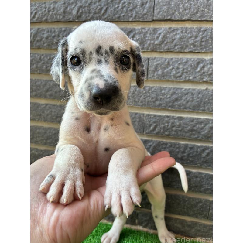 販売中の沖縄県のダルメシアン-423898の4枚目