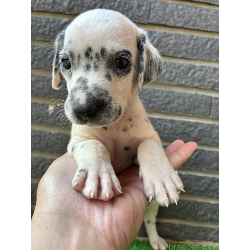 販売中の沖縄県のダルメシアン-423898の3枚目