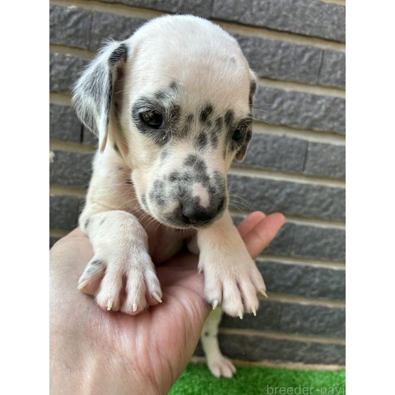 販売中の沖縄県のダルメシアン-423898の2枚目