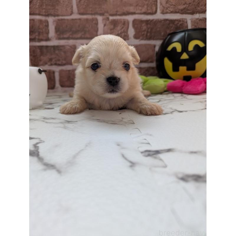 販売中の茨城県のミックス犬-423902の3枚目